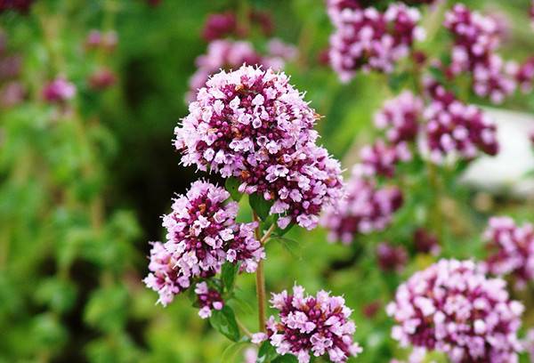 Какие травы нельзя при беременности: классификация опасных трав