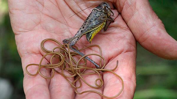 Как вывести паразитов с помощью соды — простые рецепты