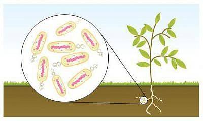 Основных круговоротов веществ в природе два: большой (геологический) и малый (биогеохимический)