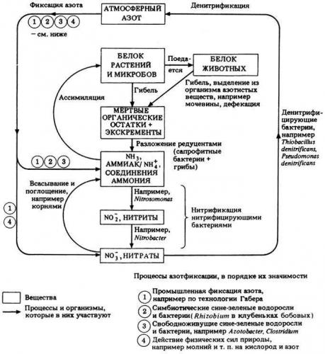 Круговорот азота - участие микроорганизмов в круговороте веществ - микробиология учебное пособие - красникова л. в. - троицкий мост 2012