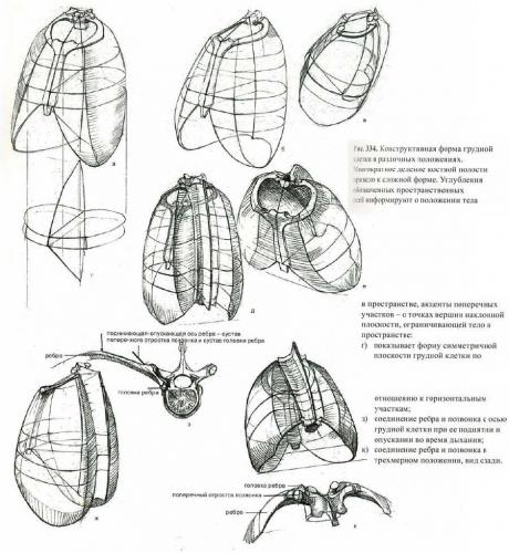 Воронкообразная грудная клетка - симптомы и лечение