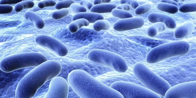 Болезнетворные бактерии: на коже, во рту, в кишечнике. фото грибков и бактерий