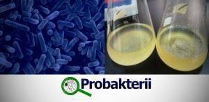 Тинкториальные свойства бактерий. методы окраски