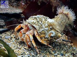 Где обитает большинство бактерий: самые популярные места