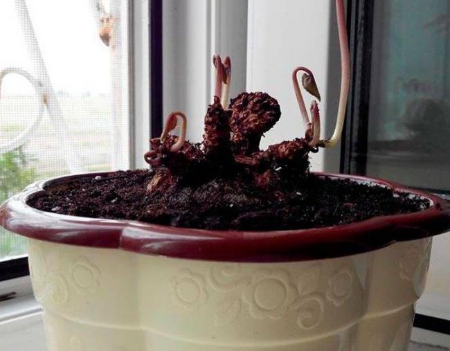 Капли цикламена описание, инструкция по применению