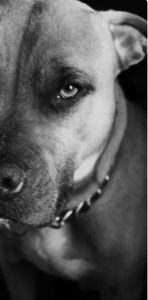 Отравление изониазидом и тубазидом у собак: как уберечь питомца