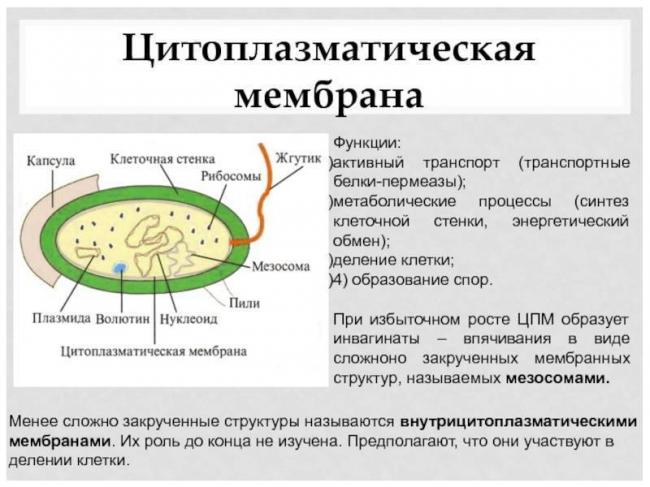 Состав клетки бактерии и функции цитоплазмы
