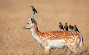 Уникальный подарок для земледельцев и феномен для ученых – азотфиксирующие клубеньковые бактерии