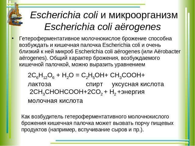 Роль бактерий в жизни человека. полезные бактерии