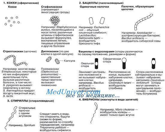 Все бактерии паразиты животных и растений