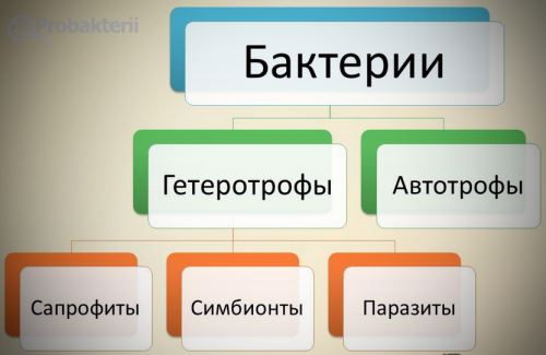 10 фактов о том, как паразиты, вирусы и бактерии помогают людям
