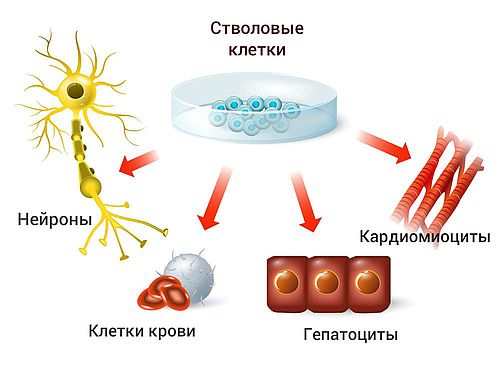 Реферат "стволовые клетки"