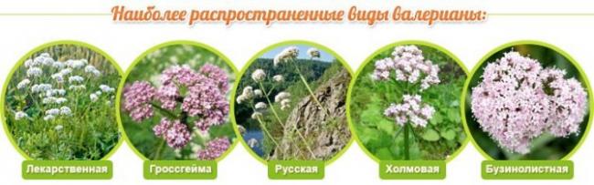 Экстракт валерианы: инструкция по применению таблеток, как пить при беременности, цена, передозировка на medside