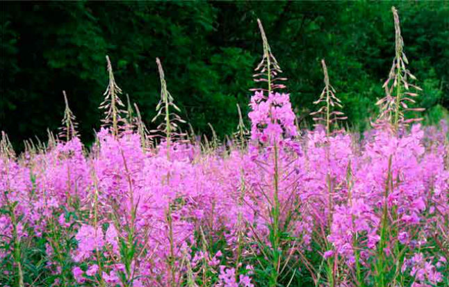 Какие травы можно потреблять при беременности