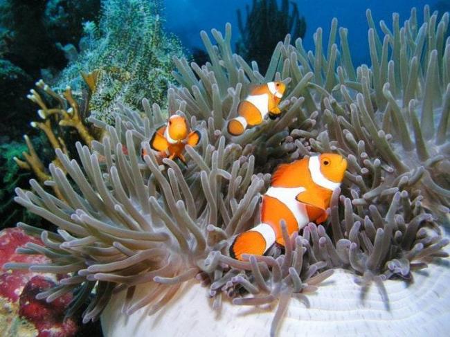 Классификация организмов. вирусы. бактерии. грибы. лишайники.