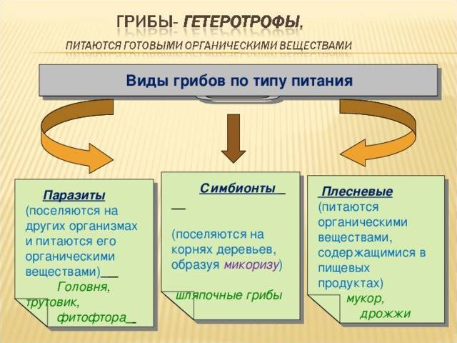 Все бактерии паразиты животных и растений