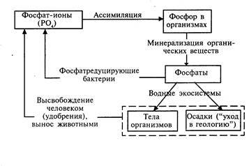 Азот почвы. круговорот азота в природе. биологическое связывание азота микробами-азотфиксаторами