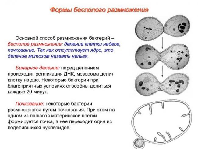 Бактерии: размножение, способы, рост, факторы роста. фото