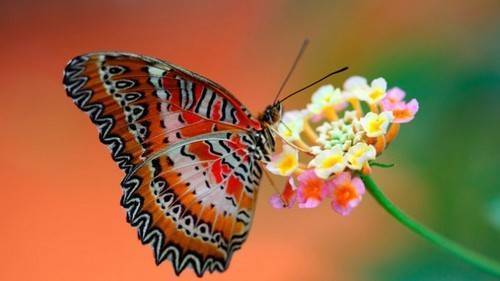 Симбиозы у растений