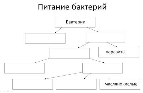 Бактерии паразиты у человека