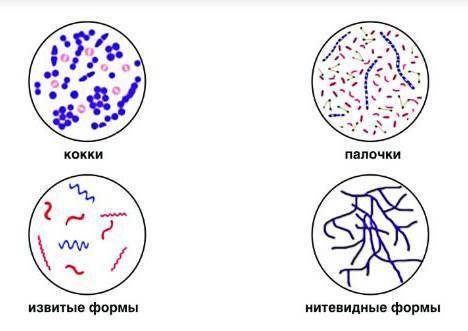 Микрофлора кишечника: кишечная палочка, бифидобактерии, лактобактерии… фото