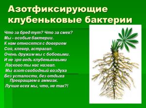 Азот почвы. круговорот азота в природе. биологическое связывание азота микробами-азотфиксаторами