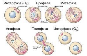 Какие функции выполняет цитоплазма в бактерии?