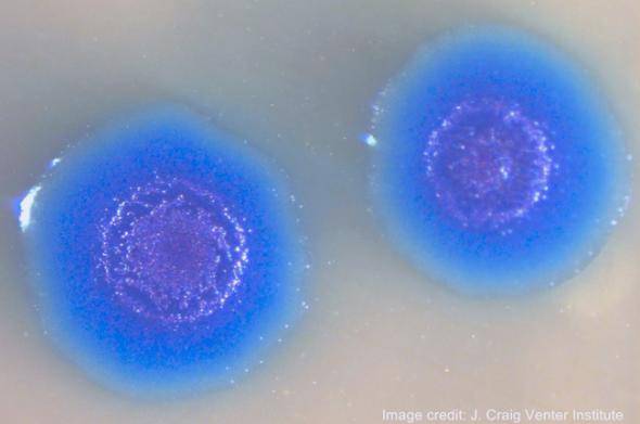 Синтетические организмы – новое оружие массового поражения / vlasti.net