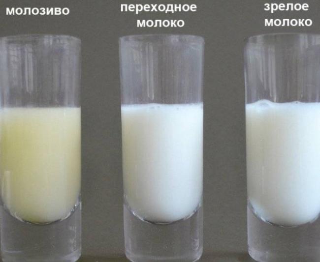 Вред и польза бактерий грудного молока. роль молочных продуктов в развитии детей
