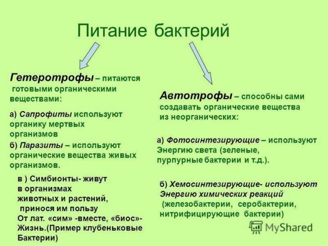 Вредные бактерии – возбудители болезней человека