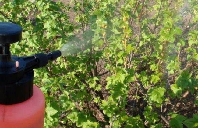 Фунгицид топаз