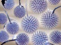 Корилип при беременности