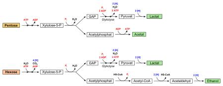 Где и как человек использует бактерии