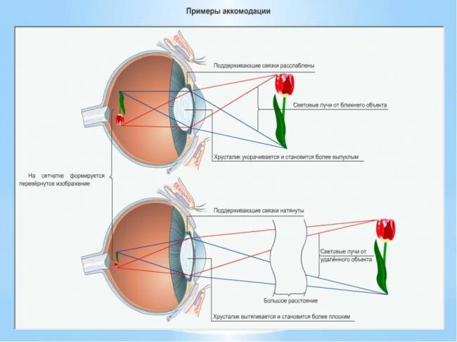 В чем заключаются особенности, строение и размножение бактерий