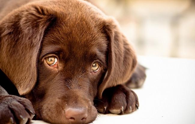 Отравление изониазидом у собак