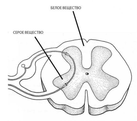 Отделы позвоночника человека за что отвечает каждый позвонок