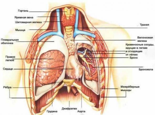 Болят ребра от кашля при воспалении легких или это легкие болят