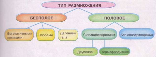 Стройное тело – залог успеха! доказано основными формами прогрессивных бактерий
