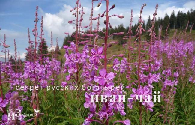 Чем полоскать горло при воспаленных миндалинах