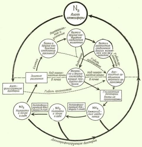 Бактерии и их роль в природе и круговороте веществ