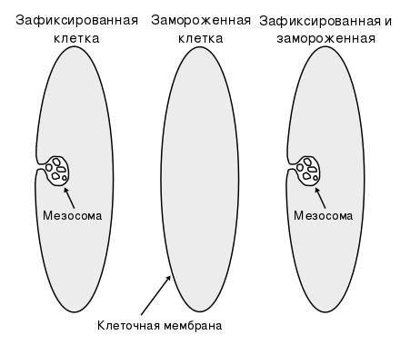 Как соотносится строение бактериальной клетки и ее функции