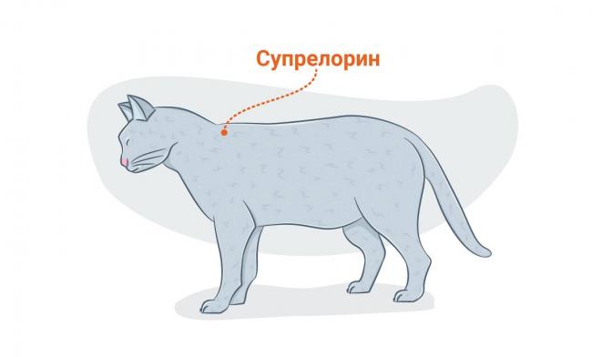 Обзор противозачаточного препарата Депо-Провера для кошек