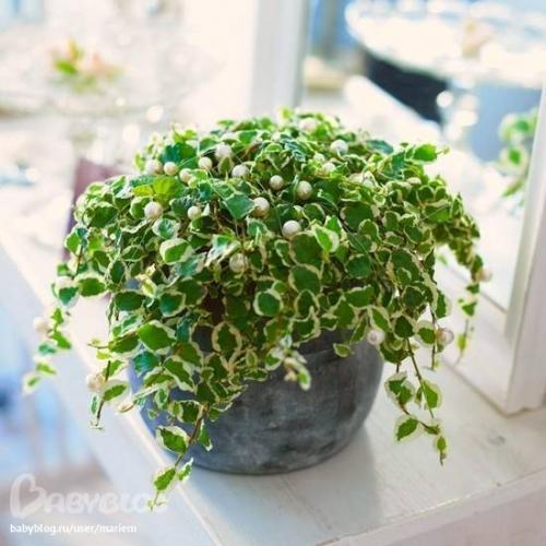 Как капать каланхоэ в нос ребенку?