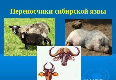 Какие болезни человека, животных и растений связаны с бактериями