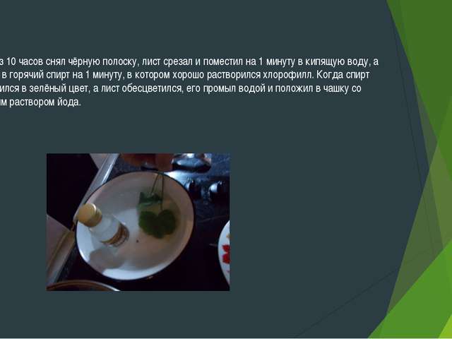 Бактерии и их роль в функционировании живой природы