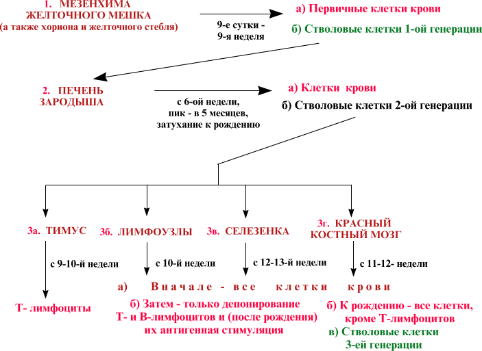 Стволовые клетки растений | портал 1nep.ru