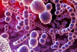 Тинкториальные свойства бактерий. методы окраски