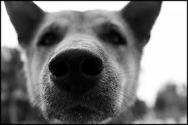 Отравление бродячих и домашних питомцев изониазидом