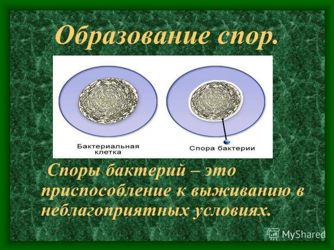 Урок биологии в 6 классе "распространение бактерий. значение бактерий в природе и жизни человека"
