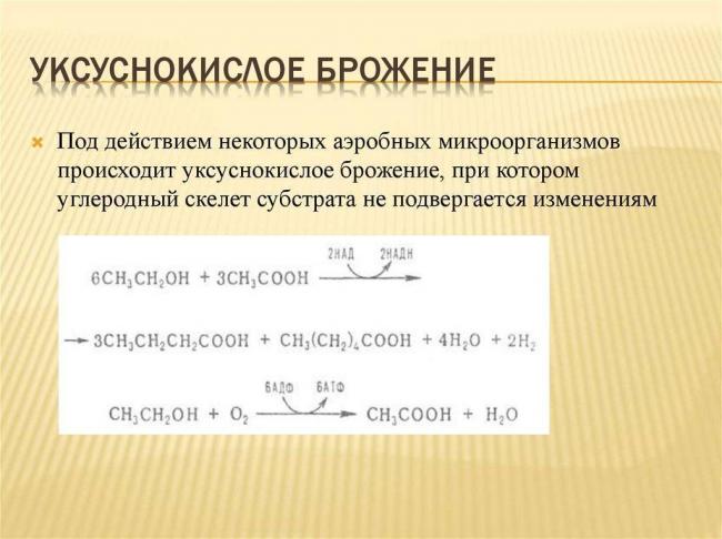 Молочнокислые бактерии: виды, классификация, значение